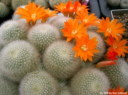 Rebutia muscula